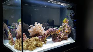 Simple Stable Successful reef tank  Fluval Evo 135 [upl. by Narok178]