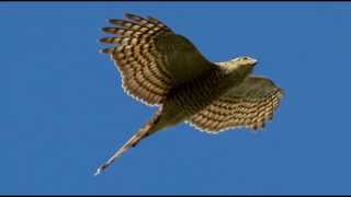 Sparrowhawk Bird Call Bird Song [upl. by Noreh]