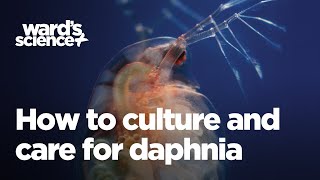 Caring and Culturing for Daphnia [upl. by Eedya816]