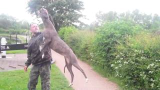 bull lurcher lucy [upl. by Aubrette]