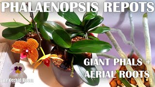 Repotting Big Phalaenopsis Orchids  Aerial Roots Everywhere [upl. by Allister]