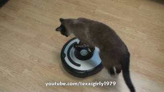 Cat shows HOW TO use iRobot Roomba Vacuum [upl. by Aitahs840]