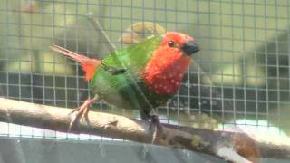 Finch Breeding  Finch Species [upl. by Uaeb]