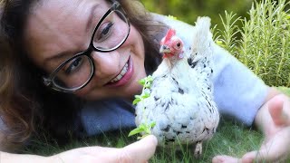 Grow an ENTIRE HERB GARDEN for Your CHICKENS 🌱🐔❤️ [upl. by Wylde]