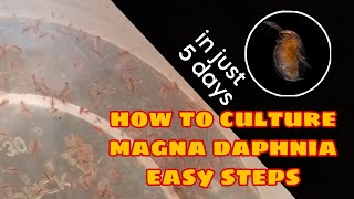 How to Culture Magna Daphnia Easily [upl. by Sekofski485]