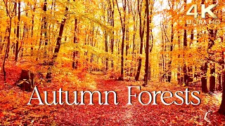 Enchanting Autumn Forests with Beautiful Piano Music  4K Autumn Ambience amp Fall Foliage [upl. by Neroled]