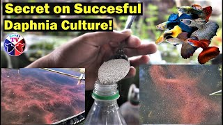 How to Culture Daphnia Successfully [upl. by Starlin]