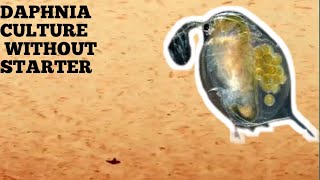 HOW TO CULTURE DAPHNIA NATURALLY WITHOUT A STARTER [upl. by Johanna827]