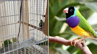 Lady Gouldian Finch  5 Tips for Breeding Success [upl. by Osterhus]