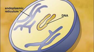 Endosymbiotic Theory of Eukaryotic Cells Origin [upl. by Lokkin411]