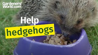 How to help hedgehogs [upl. by Claretta537]