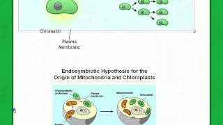 Origin of Eukaryotes [upl. by Galven728]