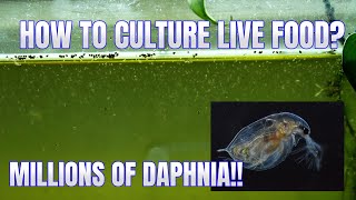 How to Culture Daphnia Secret Method to Breed MILLIONS  Simply Aquatic [upl. by Itaws]