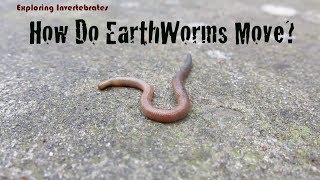 Exploring Invertebrates  How Do Earthworms Move [upl. by Anile965]