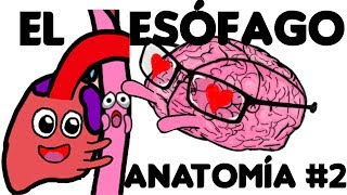 El Esófago Anatomía PARTE 2 [upl. by Maggie879]