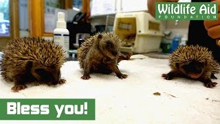 Cute baby hedgehogs sneezing [upl. by Botzow]