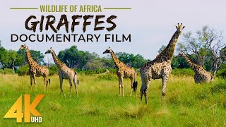 Giraffes in the Wild [upl. by Dace]