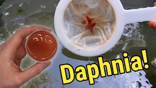 How I Culture Daphnia In Outdoor Tubs [upl. by Inaluiak]