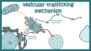 Vesicle trafficking  vesicle transport in cell  molecular mechanism [upl. by Pulling]