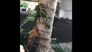 Video 3 Mounting phalaenopsis Orchid on a Palm Tree [upl. by Aicnorev876]