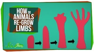 How Do Animals ReGrow Limbs And Why Cant We [upl. by Nylatsyrk]