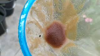 How to culture daphnia moina in a small container Part 1 English Subtitle [upl. by Shandee17]