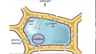 Plant Defense Mechanisms from Pathogens [upl. by Iccir125]