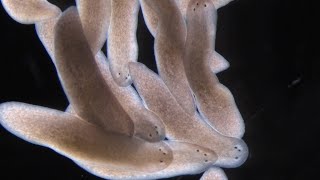 What Planarians Are Revealing About the Rules of Regeneration [upl. by Nesline]