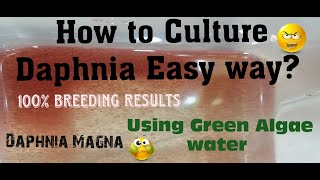 Daphnia MagnaHow to Culture Daphnia Easy wayCulturing Daphnia using Green water Daphnia [upl. by Phail596]