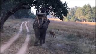 Tiger Attacking Elephant At Bandhavgarh National Park [upl. by Harlene]