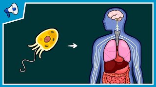 What Caused Lifes Major Evolutionary Transitions [upl. by Etnuahc]