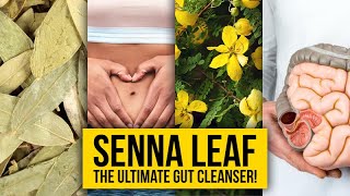 Senna Leaf The Ultimate Gut Cleanser  Yeyeo Botanica [upl. by Magulac466]