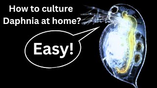 BEST Live Fish Food Beginner guide How to Culture Daphnia at home [upl. by Waterman]