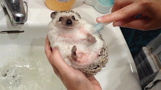 Adorable Pet Hedgehog Gets Given A Bath [upl. by Nylekoorb]