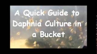 How to culture daphnia outside [upl. by Surtimed]