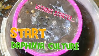 How to culture daphnia moina the easy way 1  Starting the Daphnia culture [upl. by Inimod964]