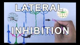 Concept of Lateral Inhibition  Neural Coding [upl. by Attennot640]