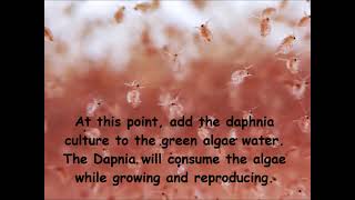 Daphnia  How to grow daphnia in your home [upl. by Retsam488]