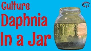 How to Culture Daphnia in a Jar [upl. by Sabec]