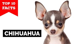 Chihuahua  Top 10 Facts [upl. by Cavanaugh135]