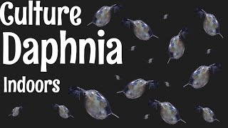 How to Culture Daphnia [upl. by Gough]