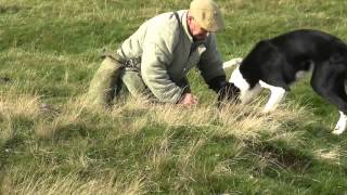 Ferreting in the Yorkshire Dales part 1 [upl. by Torrey]