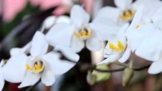 Phalaenopsis Amabilis  Orchid [upl. by Odanref]