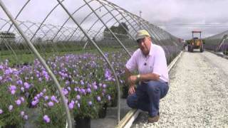 Best Perennials  Scabiosa Butterfly Blue Pincushion Flower [upl. by Anovad]