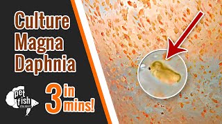 How to culture DAPHNIA MAGNA  The easy way [upl. by Kantos690]