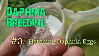 Daphnia Culture made simple and easy 3  Hatching Daphnia eggs [upl. by Priest]