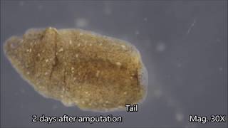 Planaria Regeneration Timelapse [upl. by Nylarac]