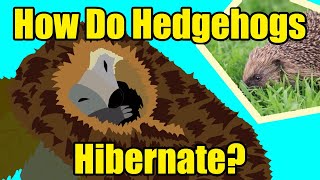 HOW DO HEDGEHOGS HIBERNATE [upl. by Park]