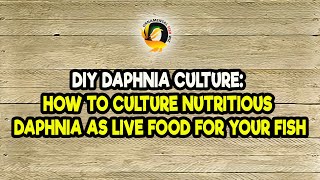 DIY Daphnia Culture How to Culture Nutritious Daphnia as Live Food for Your Fish [upl. by Lempres]