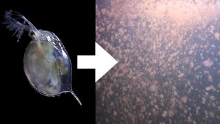 How I Culture Daphnia [upl. by Ellerihs]